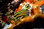 Tambja olivaria nudi-Maldives Machchafushi Wrk-20m-20240426-da-DSC_7029_tn